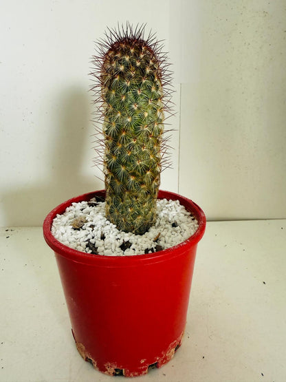 Cacti - Pincushion Cactus Microhelia #103