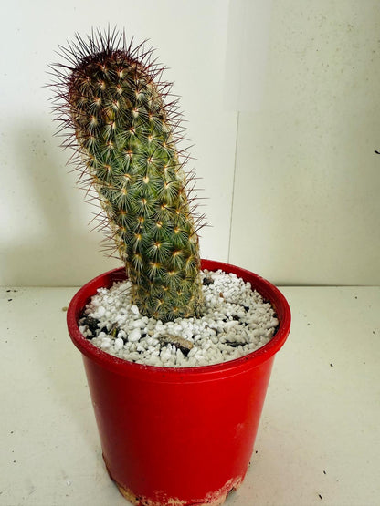 Cacti - Pincushion Cactus Microhelia #103