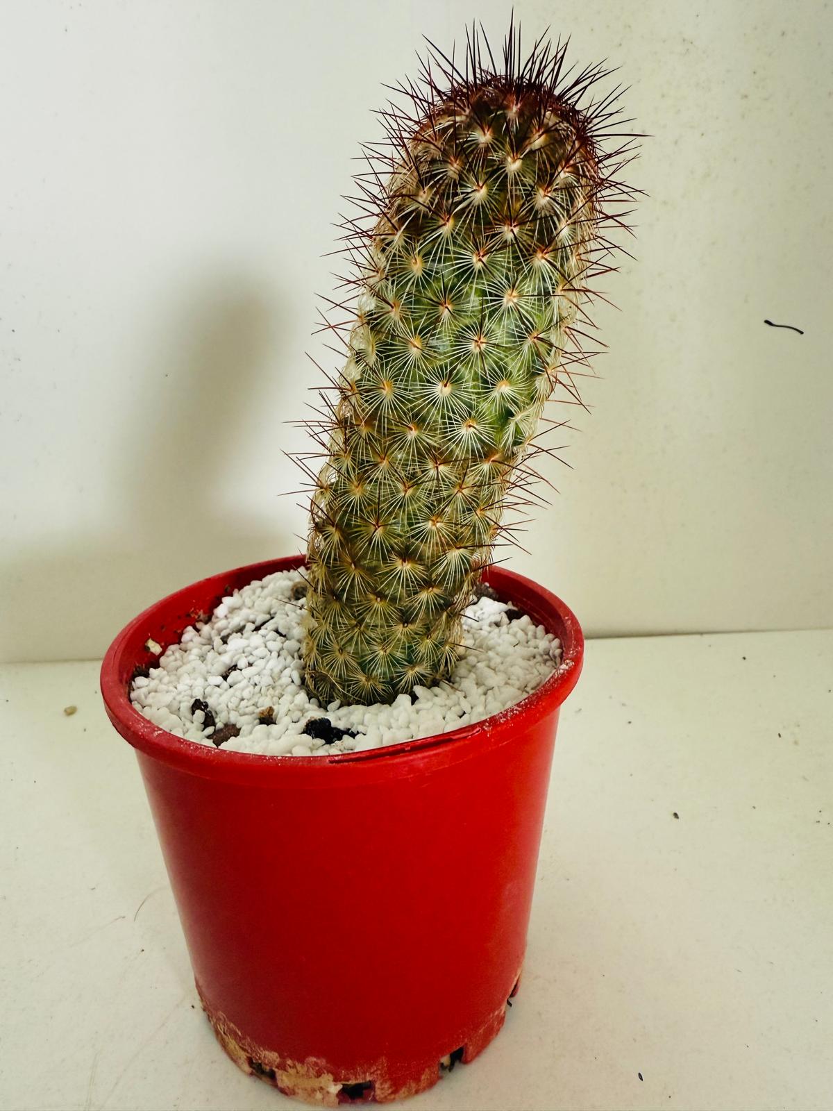 Cacti - Pincushion Cactus Microhelia #103