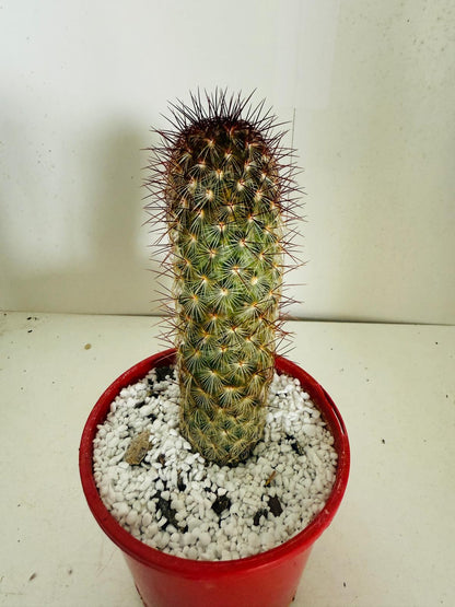 Cacti - Pincushion Cactus Microhelia #103