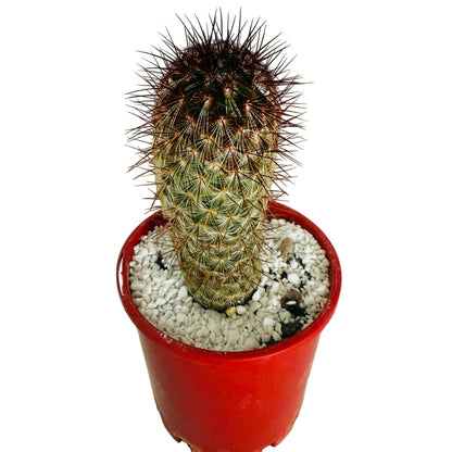 Cacti - Pincushion Cactus Microhelia #103
