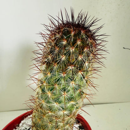 Cacti - Pincushion Cactus Microhelia #103