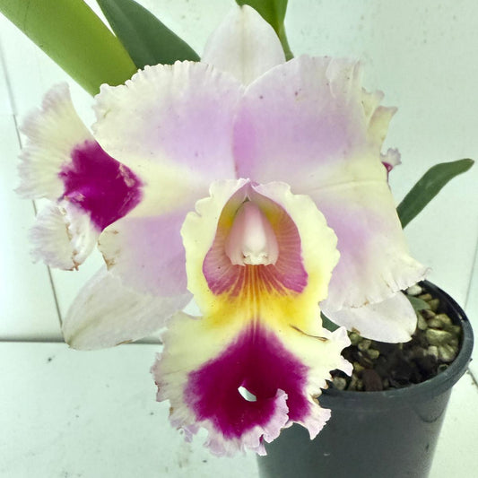 Cattleya Goldenzelle Egg Nong × Lc. Maris Song