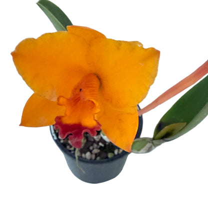 RTH CHIF Satisfaction topaz  #56