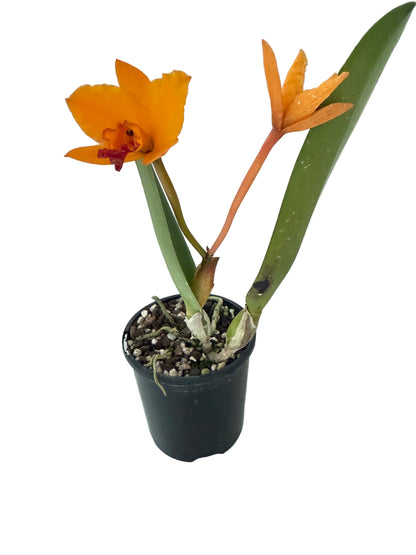 RTH CHIF Satisfaction topaz  #56