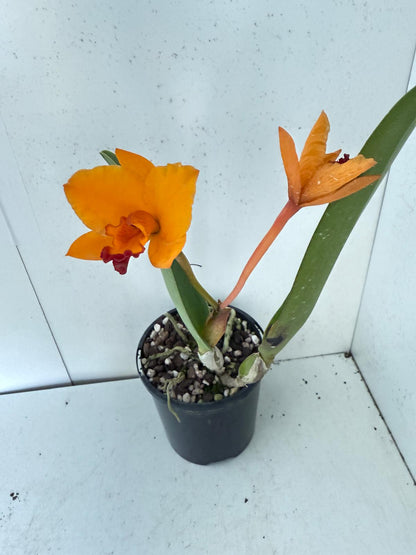 RTH CHIF Satisfaction topaz  #56