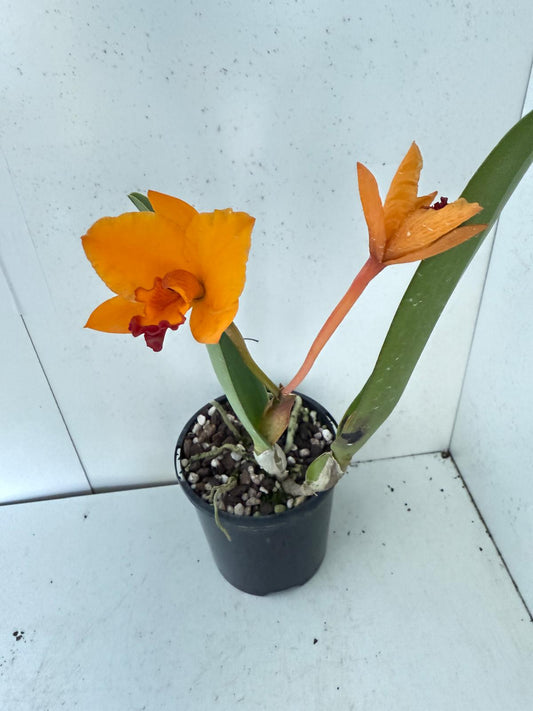 RTH CHIF Satisfaction topaz  #56