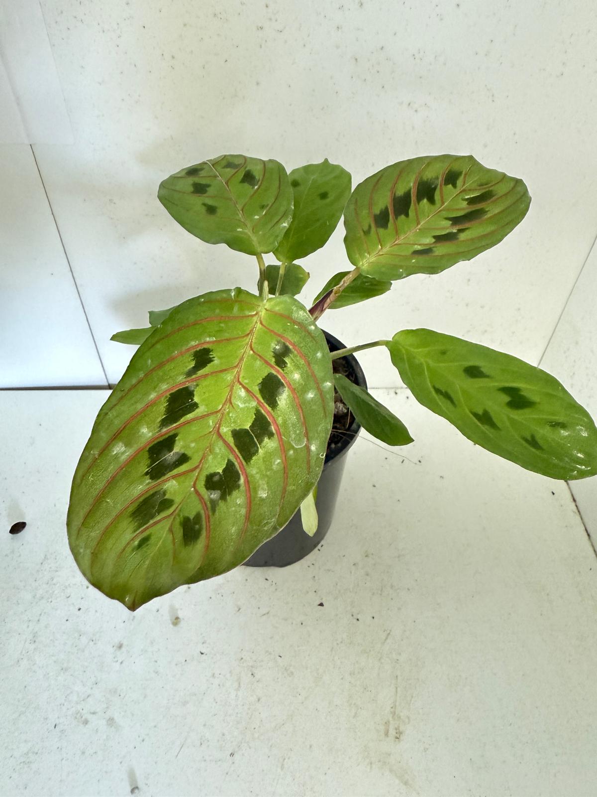 Maranta Leuconeura Erythroneura- with 100mm Pot