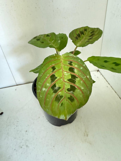 Maranta Leuconeura Erythroneura- with 100mm Pot