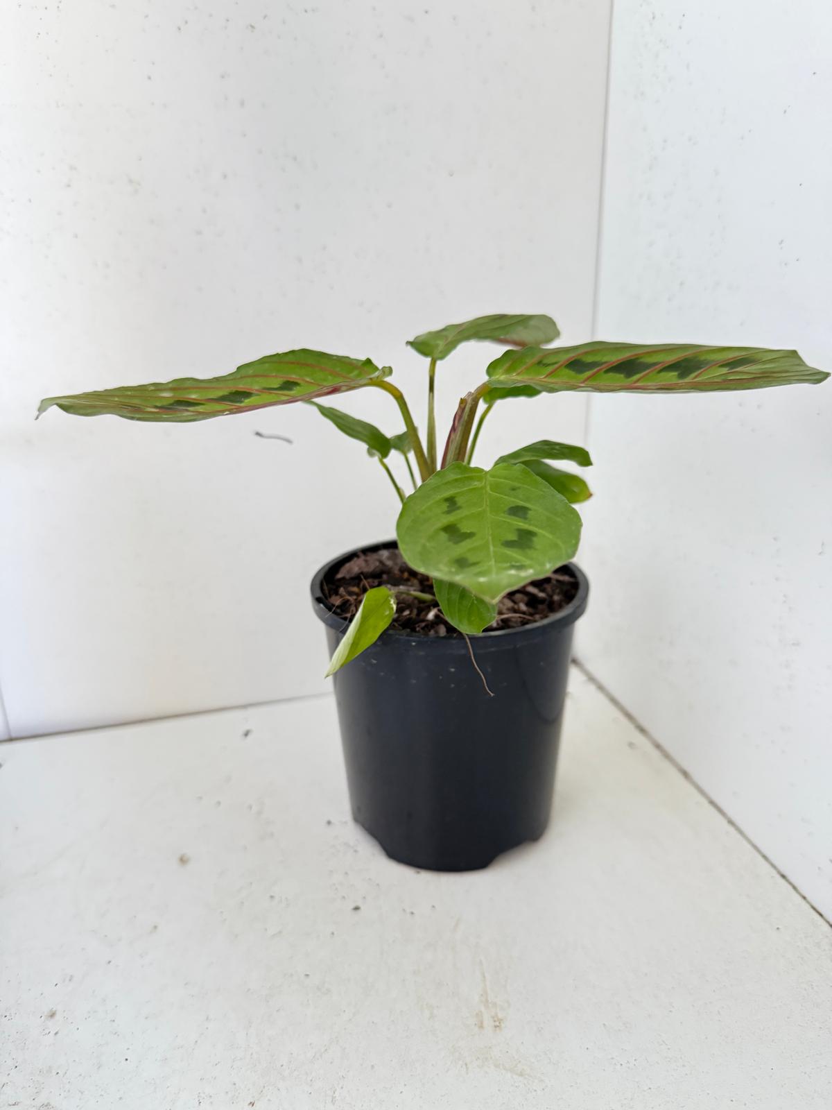 Maranta Leuconeura Erythroneura- with 100mm Pot