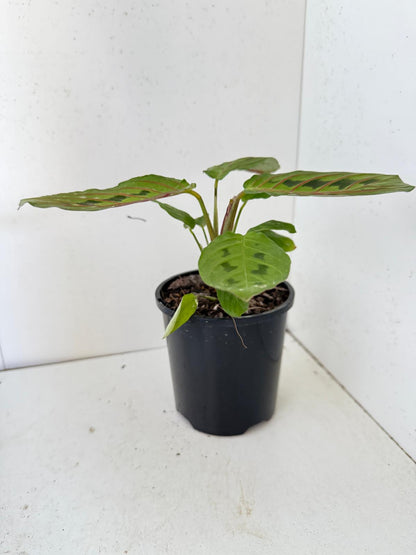 Maranta Leuconeura Erythroneura- with 100mm Pot