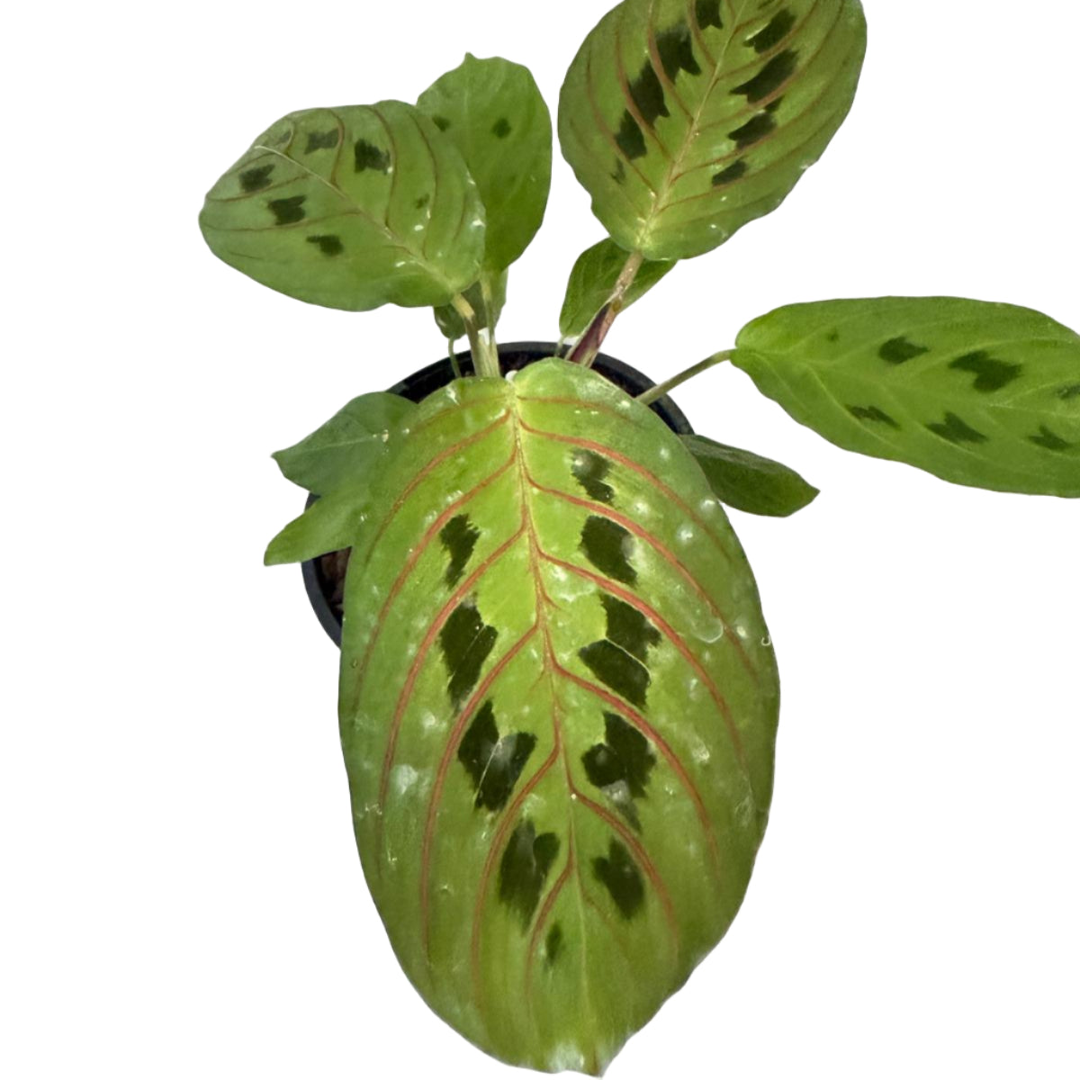 Maranta Leuconeura Erythroneura- with 100mm Pot