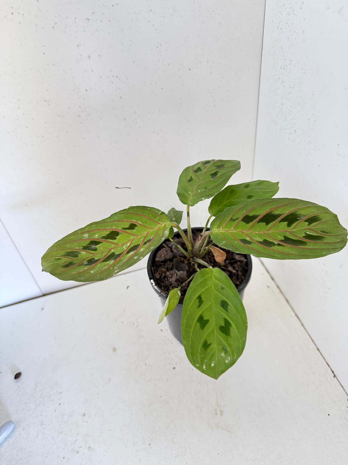 Maranta Leuconeura Erythroneura- with 100mm Pot