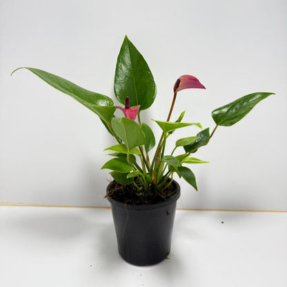 Anthurium zizou - 100mm with pot