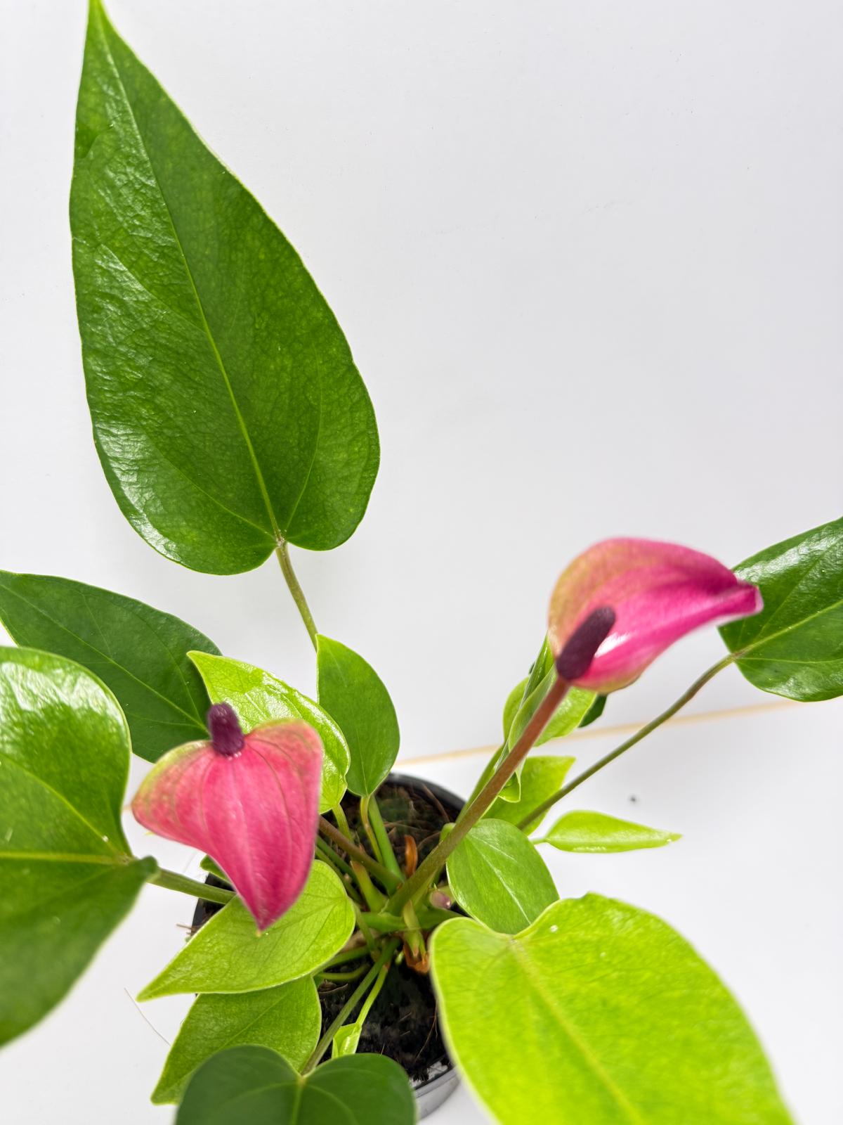 Anthurium zizou - 100mm with pot