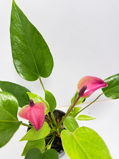 Anthurium zizou - 100mm with pot
