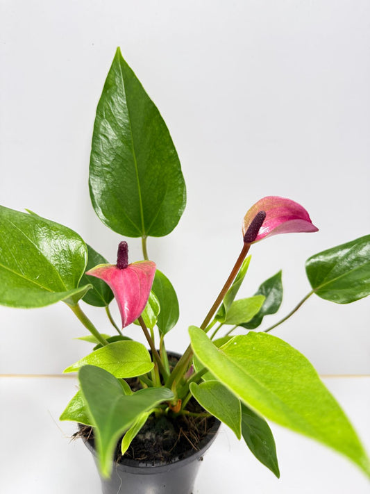 Anthurium zizou 100mm pot size plant- with pot