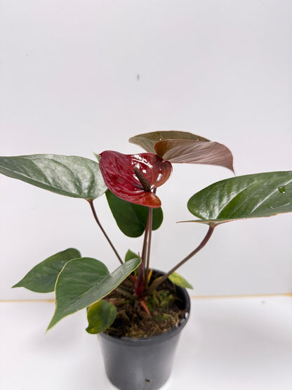 Anthurium Giant Chocolate  100mm pot size plant- with pot