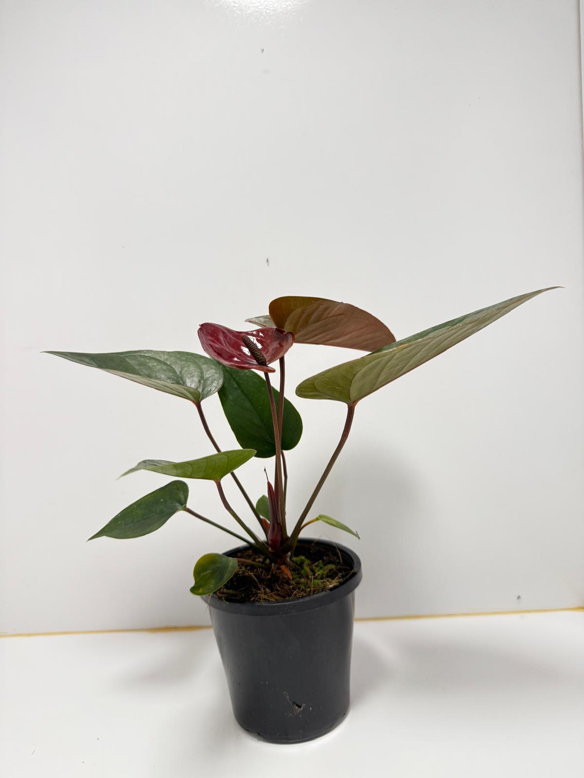 Anthurium Giant Chocolate  100mm pot size plant- with pot