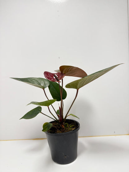 Anthurium Giant Chocolate  100mm pot size plant- with pot