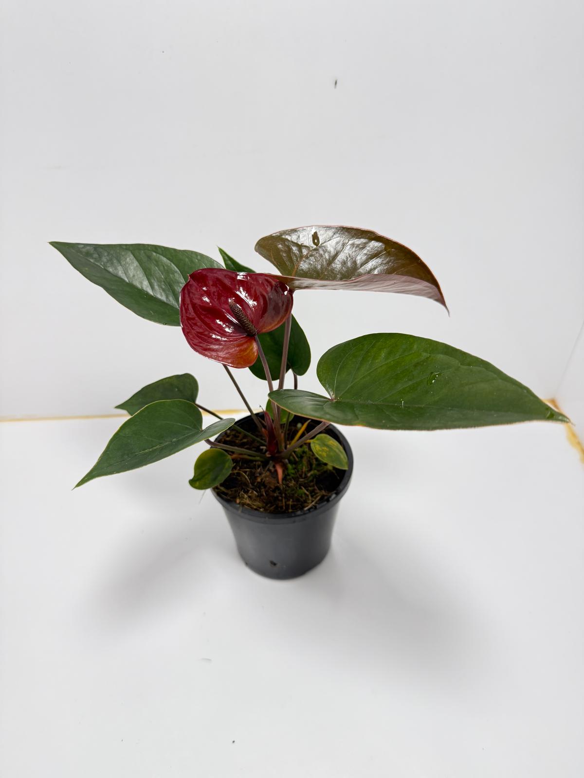 Anthurium Giant Chocolate  100mm pot size plant- with pot