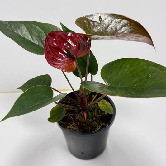 Anthurium Giant Chocolate  100mm pot size plant- with pot