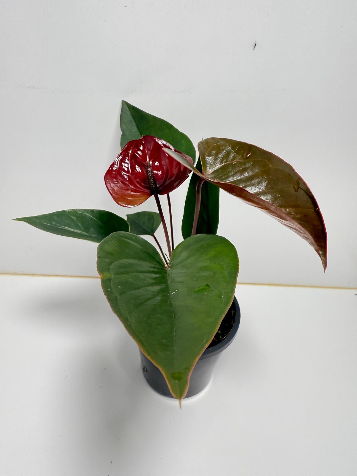 Anthurium Giant Chocolate  100mm pot size plant- with pot