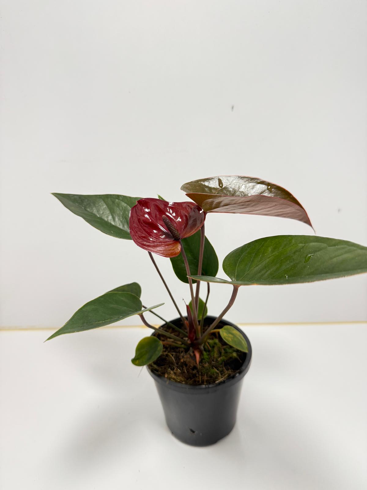 Anthurium Giant Chocolate  100mm pot size plant- with pot