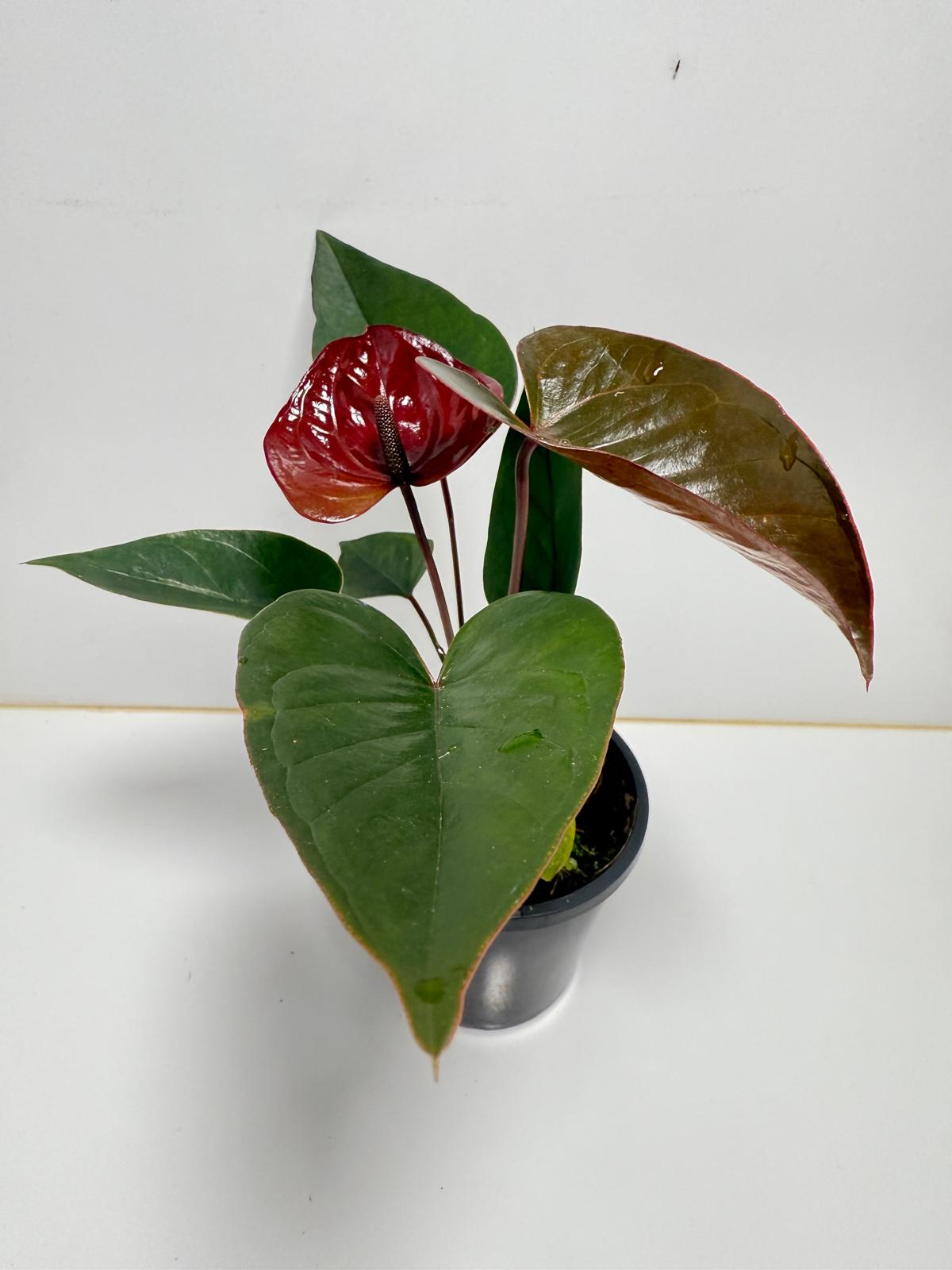 Anthurium Giant Chocolate  100mm pot size plant- with pot