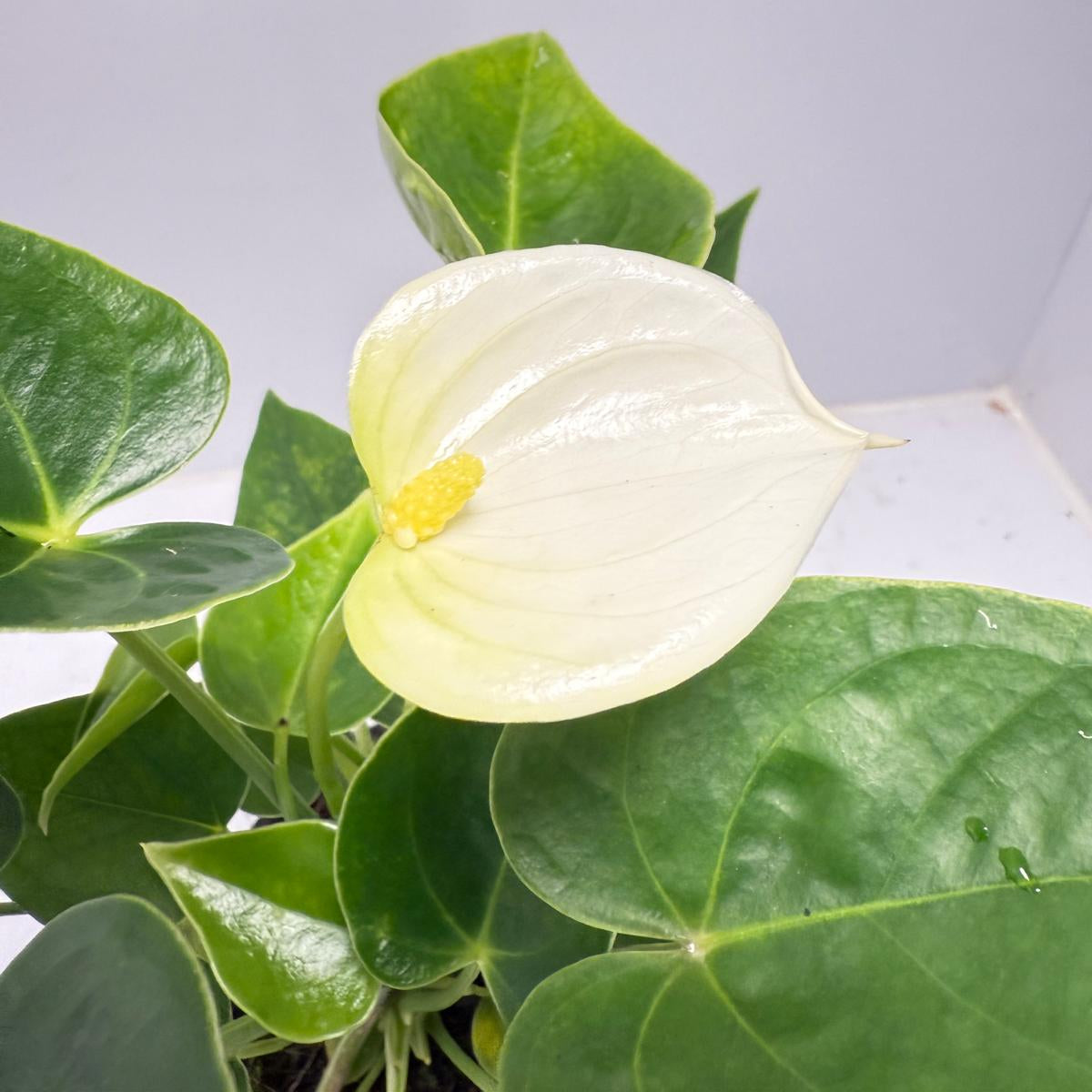 Anthurium Chill   100mm pot size plant- with pot