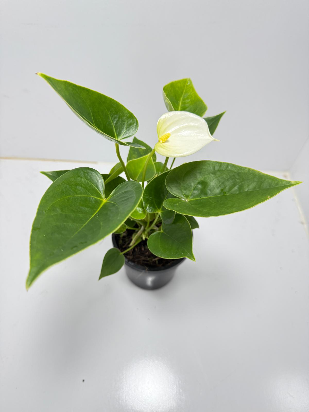 Anthurium Chill   100mm pot size plant- with pot