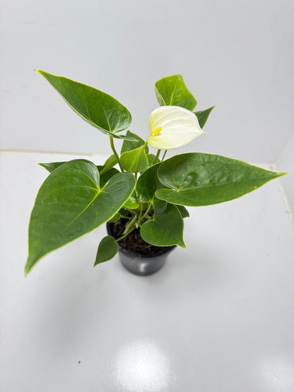 Anthurium Chill   100mm pot size plant- with pot