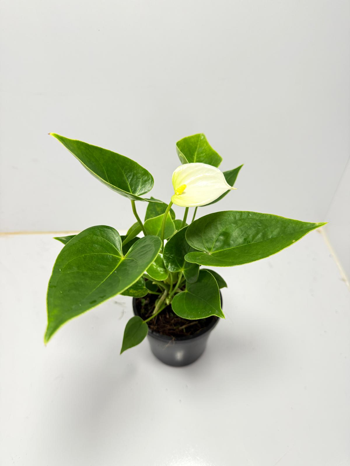 Anthurium Chill   100mm pot size plant- with pot