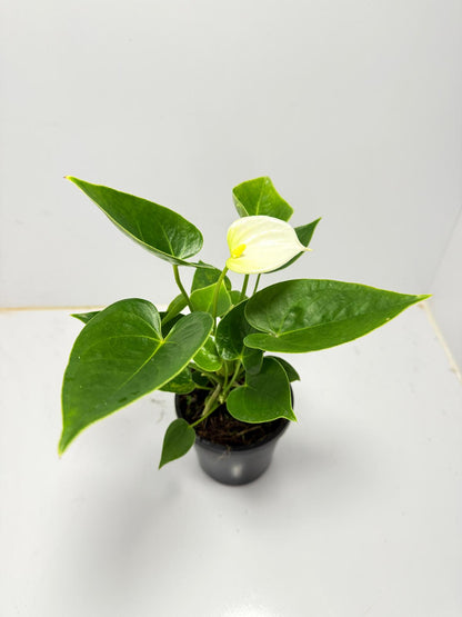 Anthurium Chill   100mm pot size plant- with pot