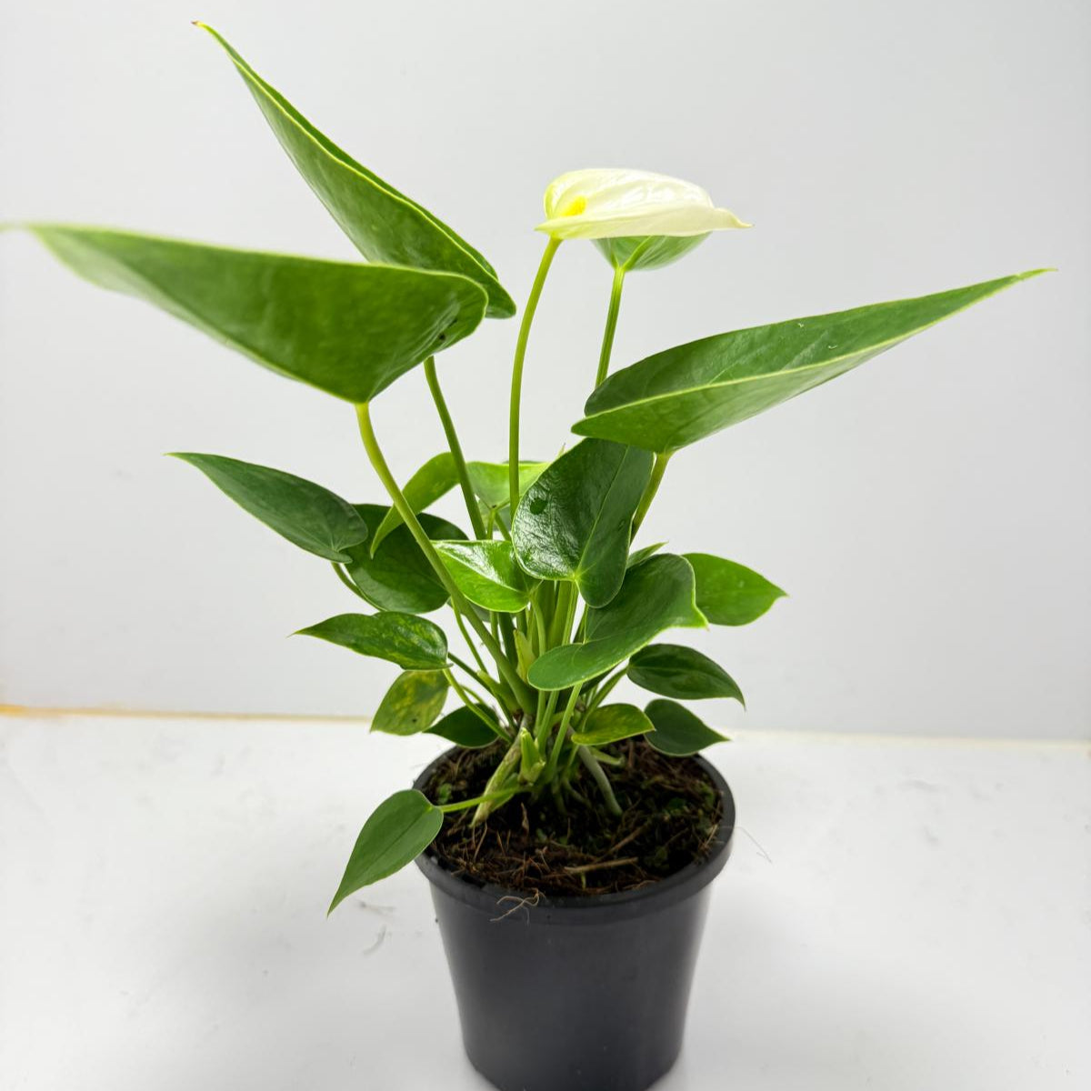 Anthurium Chill   100mm pot size plant- with pot
