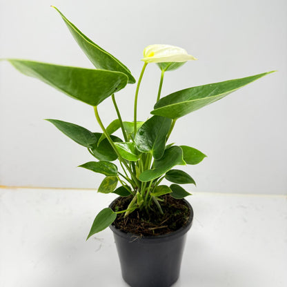 Anthurium Chill   100mm pot size plant- with pot