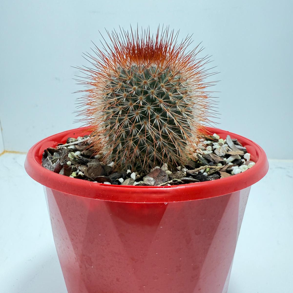 Cacti - Pincushion Cactus Spinosissima V Albispina 130mm