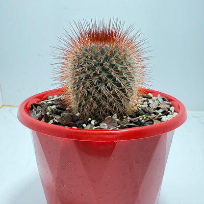Cacti - Pincushion Cactus Spinosissima V Albispina 130mm