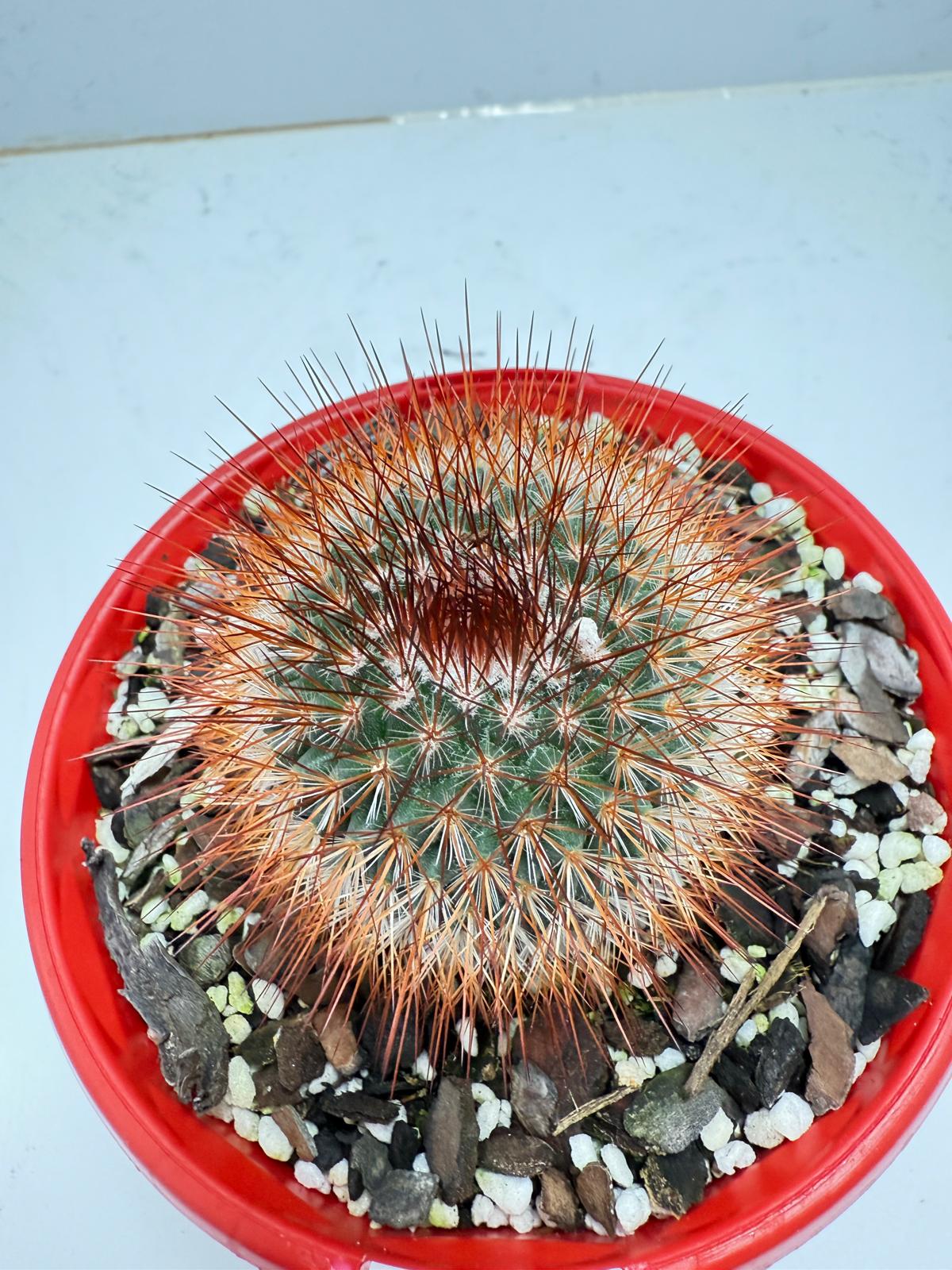Cacti - Pincushion Cactus Spinosissima V Albispina 130mm