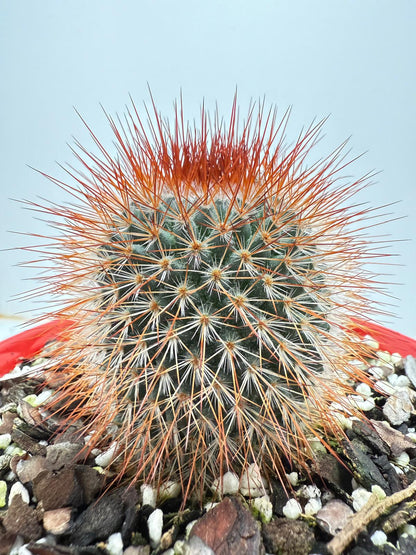 Cacti - Pincushion Cactus Spinosissima V Albispina 130mm