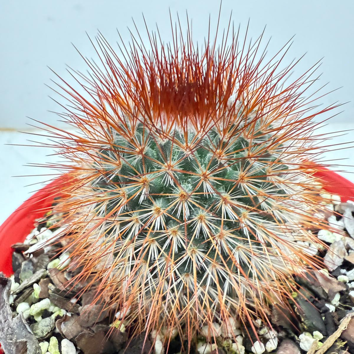 Cacti - Pincushion Cactus Spinosissima V Albispina 130mm