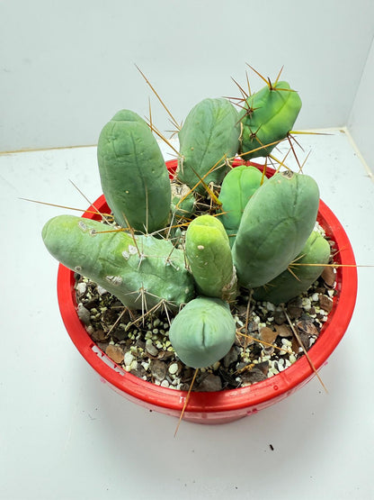 Cacti - Cluster Torch - Penis Cactus (bridgesii monstrose)-190mm