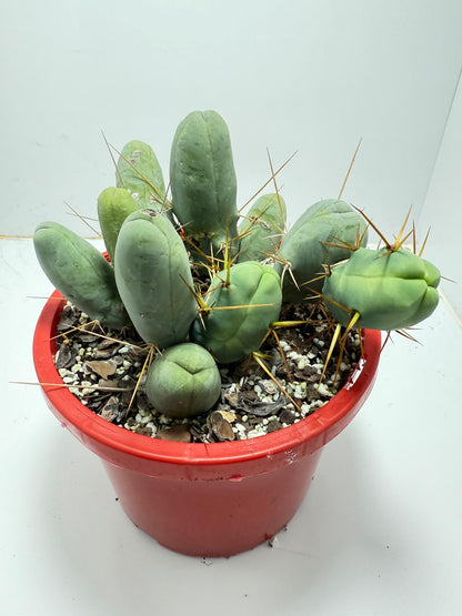Cacti - Cluster Torch - Penis Cactus (bridgesii monstrose)-190mm