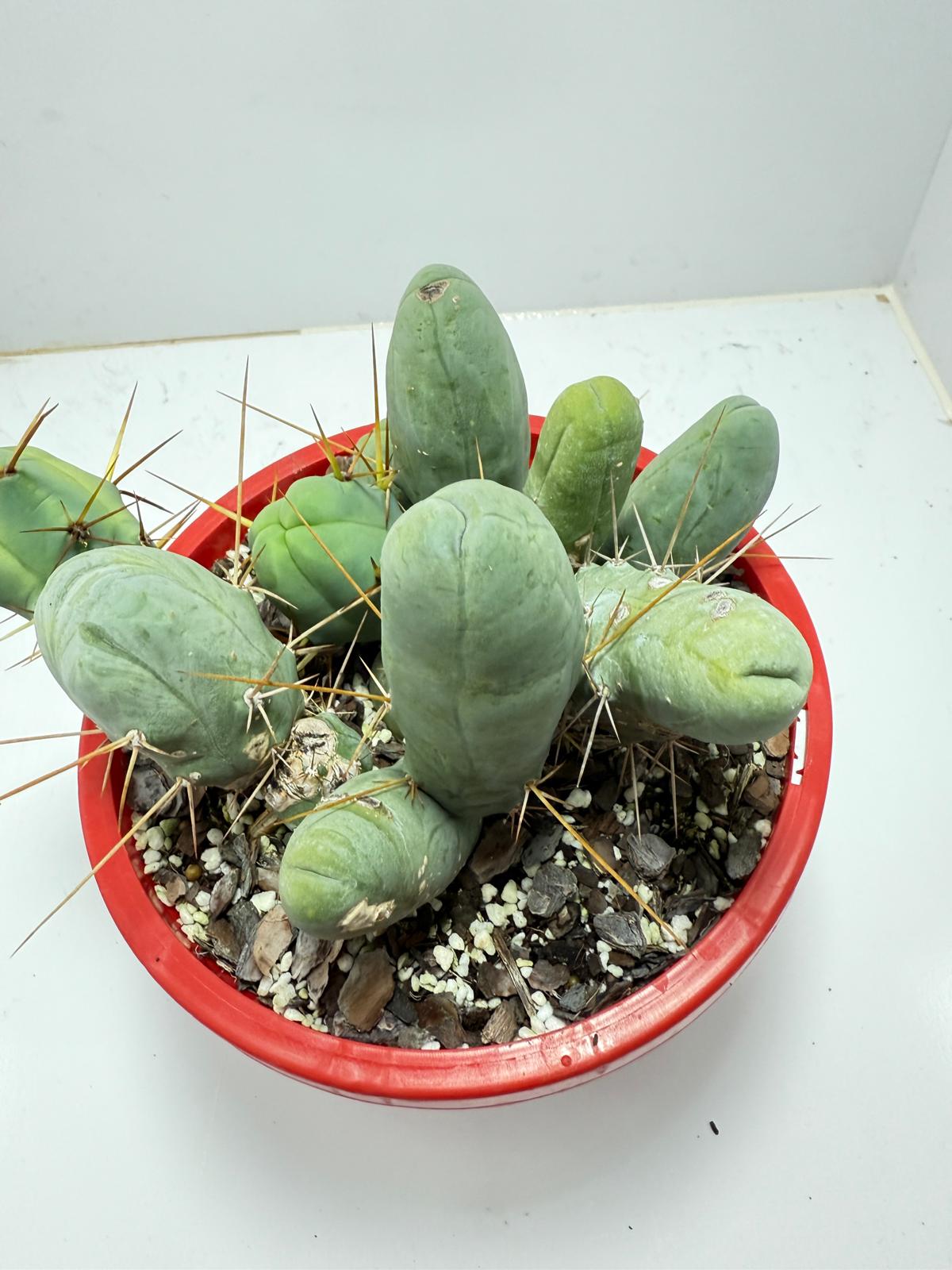 Cacti - Cluster Torch - Penis Cactus (bridgesii monstrose)-190mm
