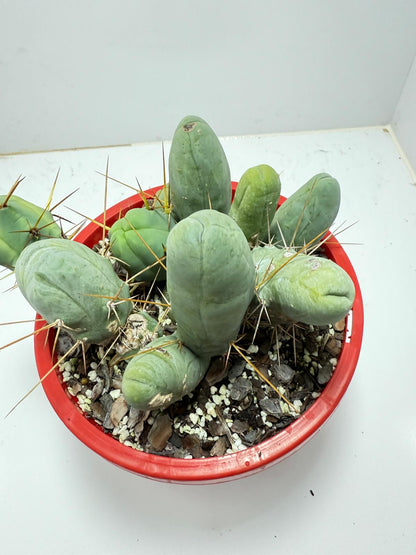 Cacti - Cluster Torch - Penis Cactus (bridgesii monstrose)-190mm