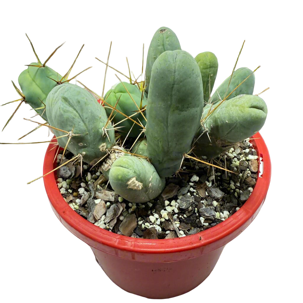 Cacti - Cluster Torch - Penis Cactus (bridgesii monstrose)-190mm