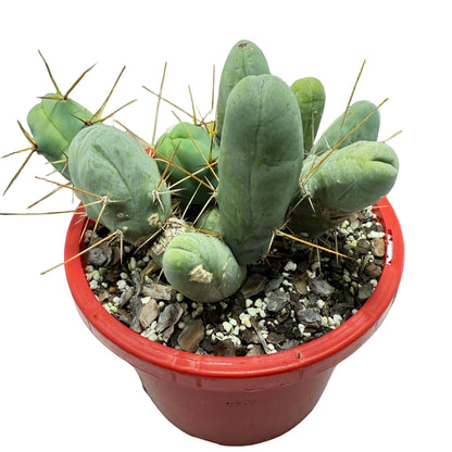 Cacti - Cluster Torch - Penis Cactus (bridgesii monstrose)-190mm