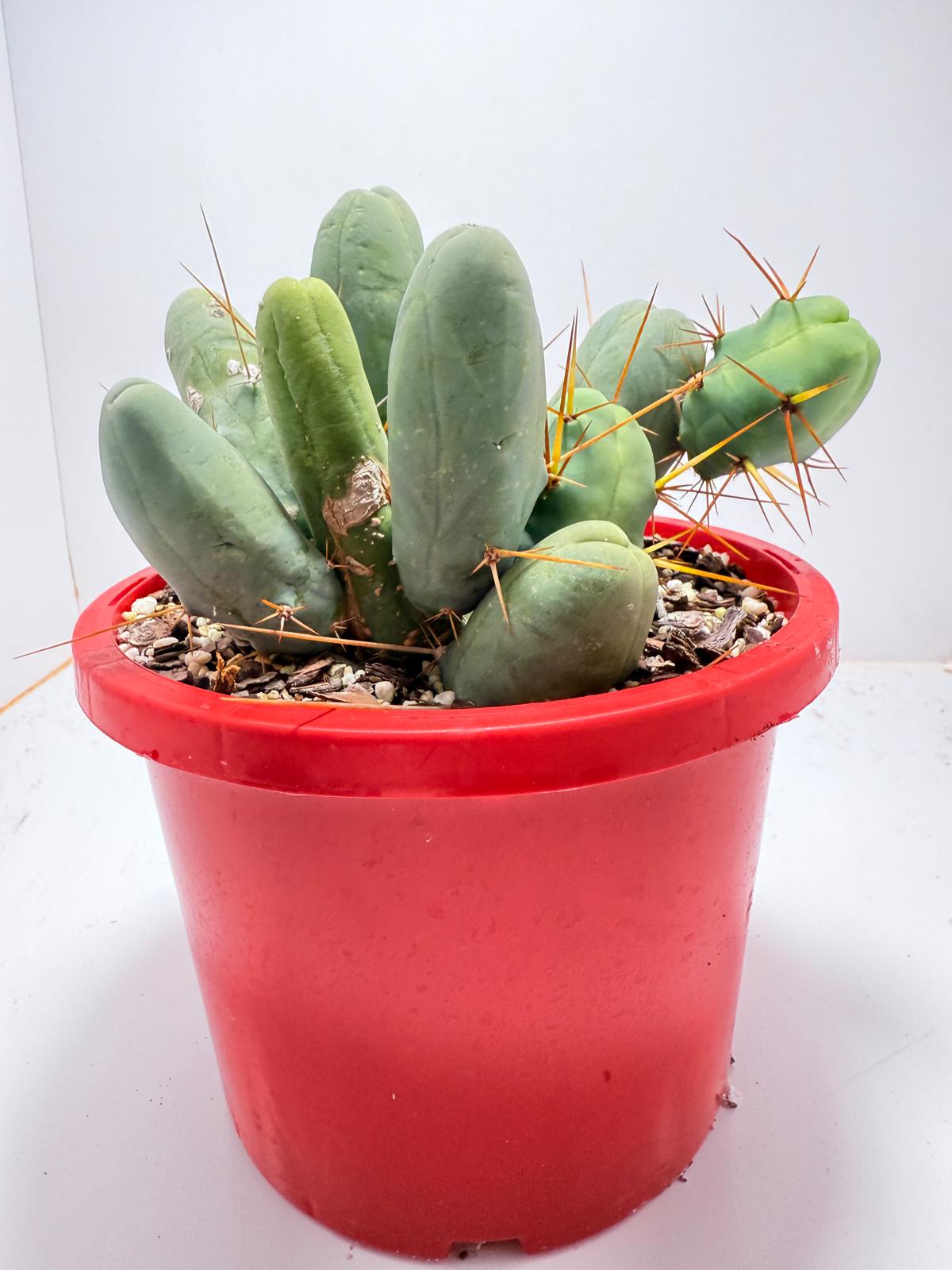 Cacti - Cluster Torch - Penis Cactus (bridgesii monstrose)-190mm