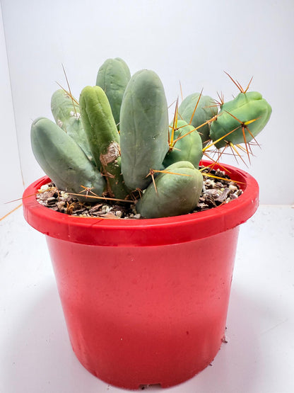 Cacti - Cluster Torch - Penis Cactus (bridgesii monstrose)-190mm