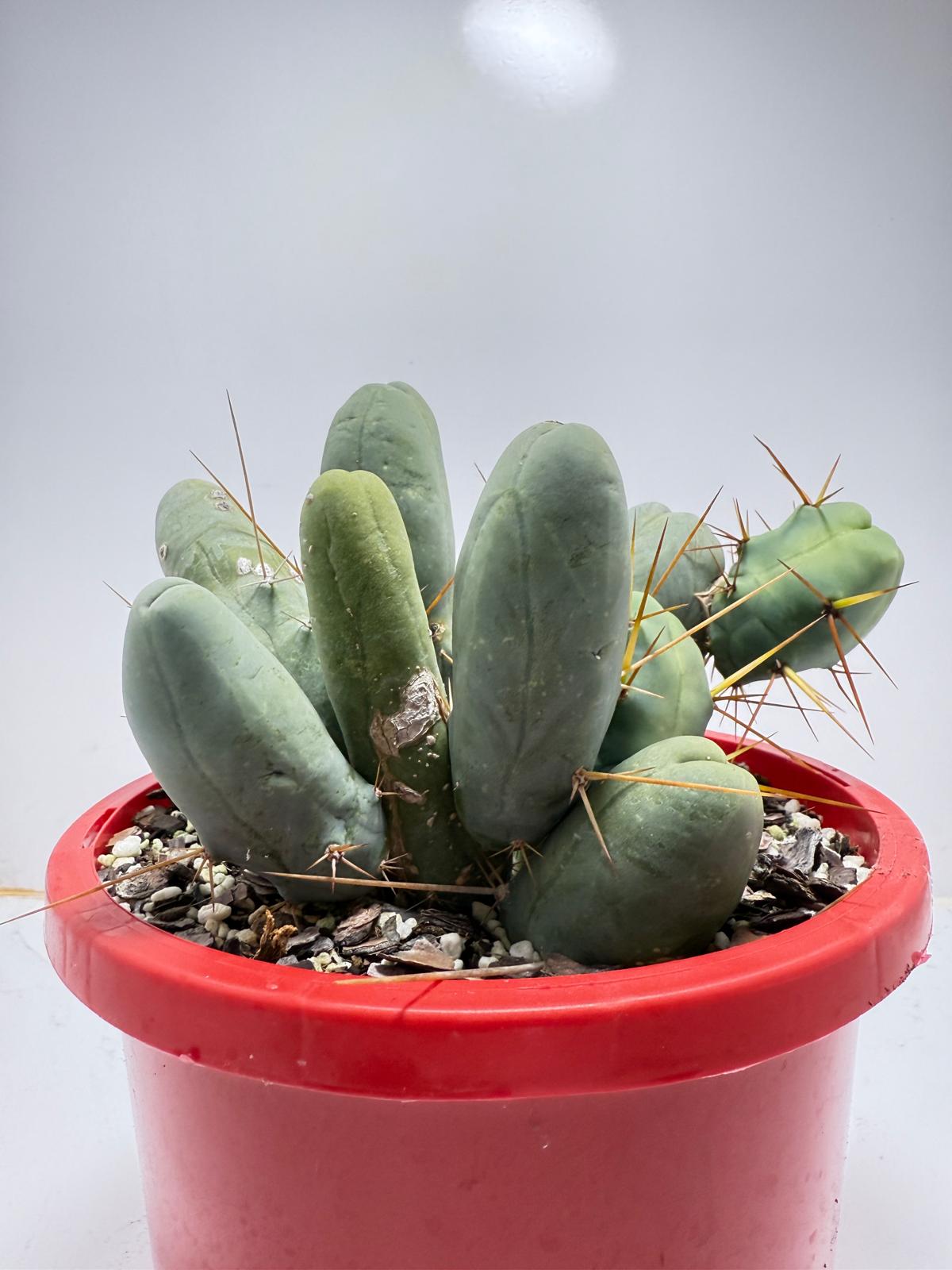 Cacti - Cluster Torch - Penis Cactus (bridgesii monstrose)-190mm